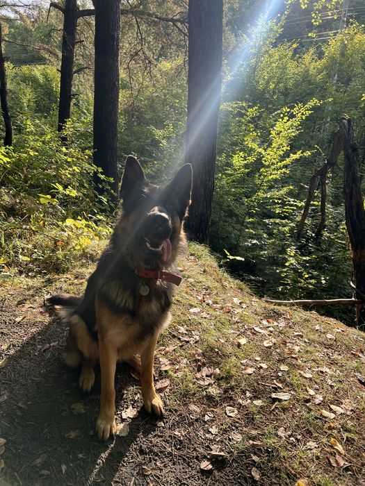 німецька вівчарка