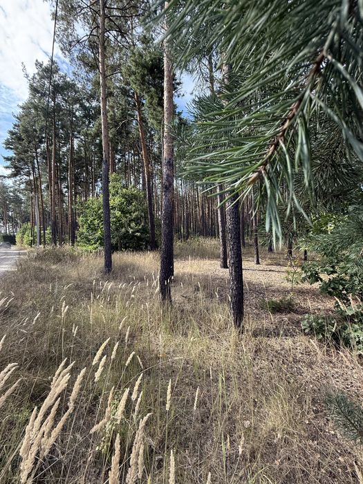 Крутезна ділянка з крутезним лісом в закритому містечку.