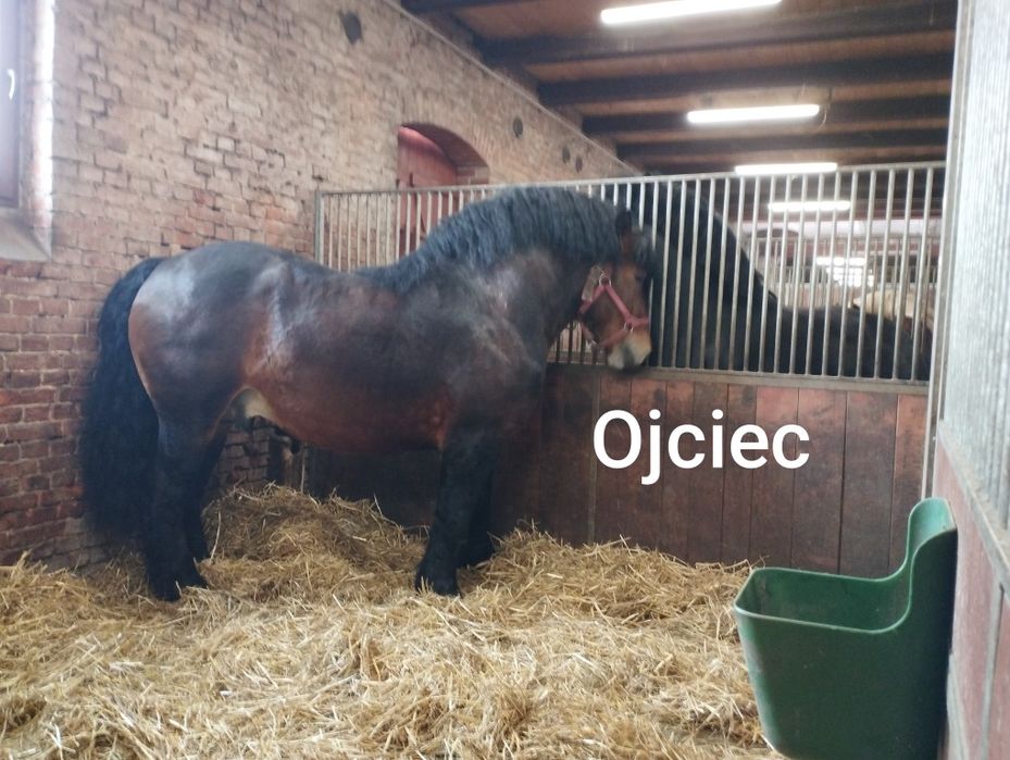 Ogierek Ogier źrebak sztumski