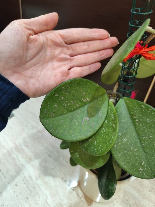 Hoya hoja obovata cala roślina