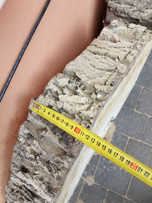 Plaster drzewa krążek orzech