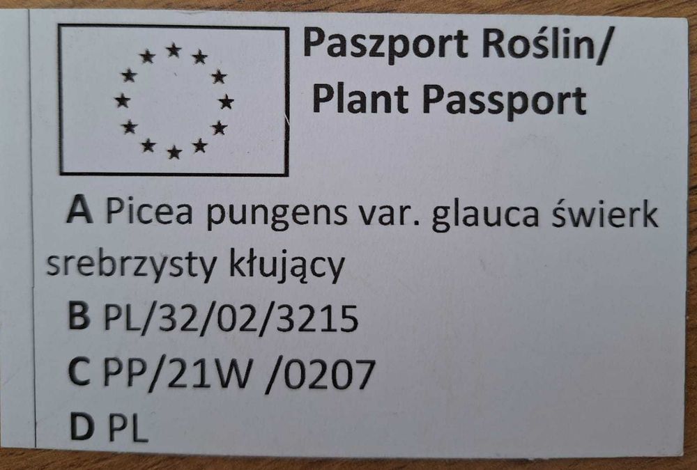 Świerk srebrny wyprzedaż plantacji - NOWA CENA