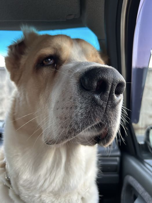 алабай середньо-азійська вівчарка