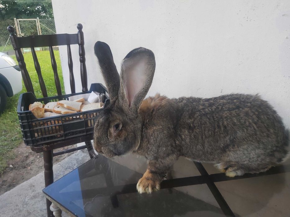 Olbrzym belgijski samiec BOS