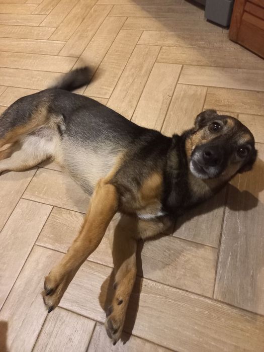 Собака в добрі руки