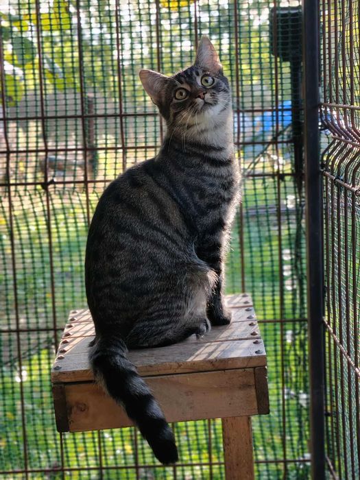 Iskierka czeka na swój dom