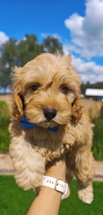 **Cavapoo**cudowny piesek!