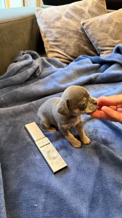 Chihuahua top top