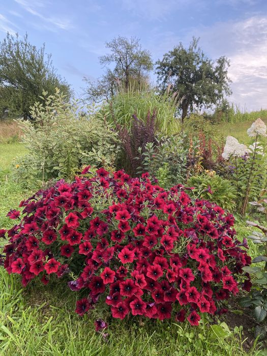 Петунія тайдал-Red  Veluor