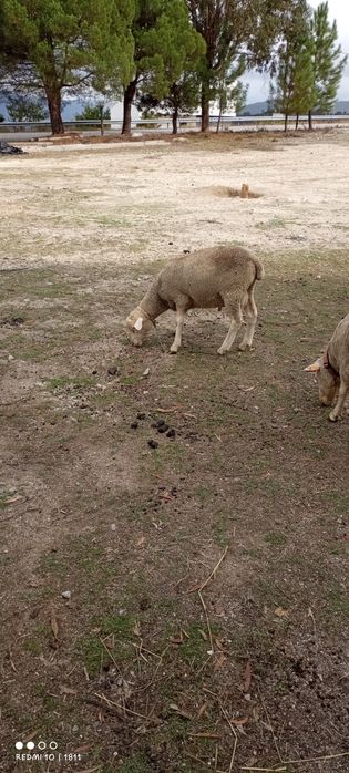 Carneiro  ille France  6  meses
