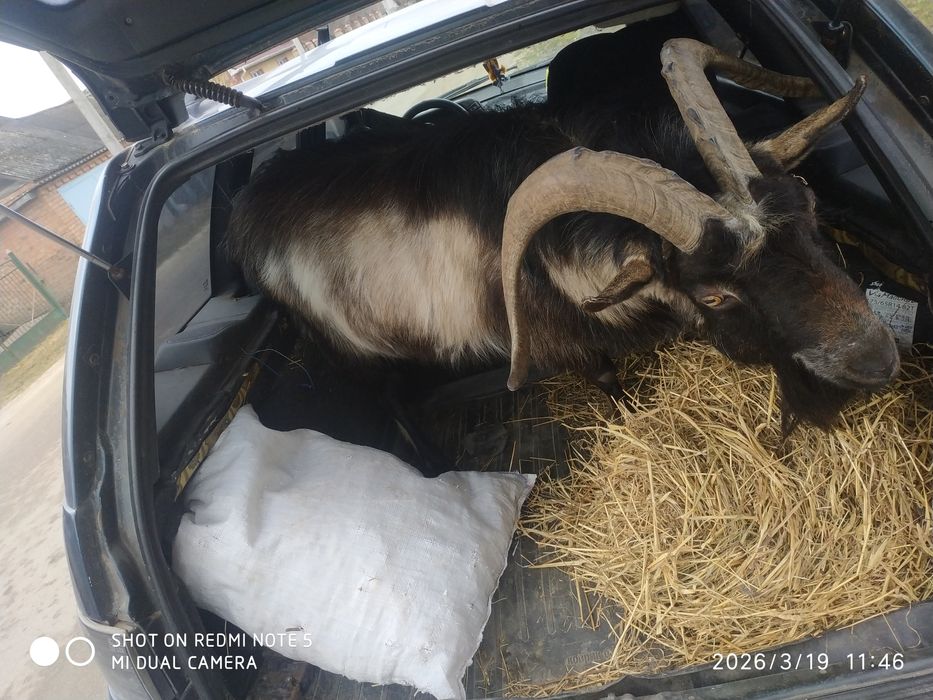 Вязка коз. Козлик 3.5 года "Борька".