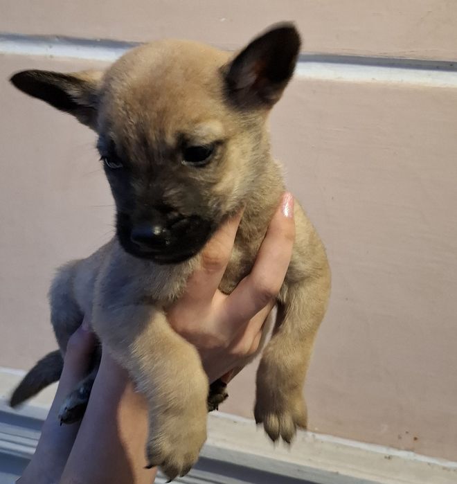 Цуценята метиси овчарки  безкоштовно