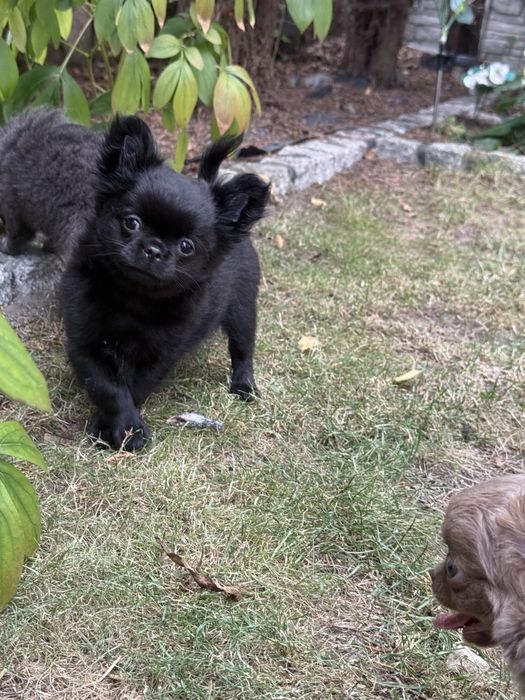 Piekny czarny  piesek chihuahua ZKwP FCI
