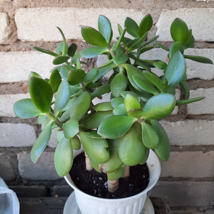 Кімнатна рослина, товстянка "грошове дерево"