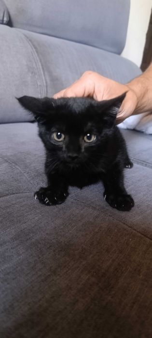 Gatos para adoção