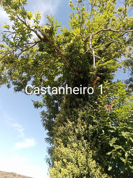 Castanheiros para madeira pela melhor oferta