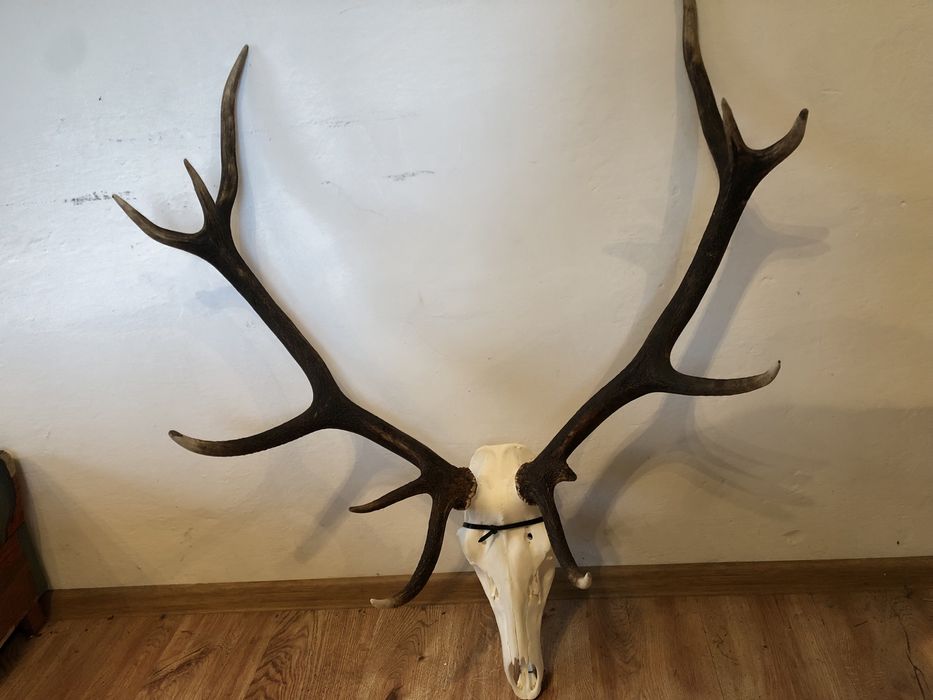 Jeleń Byk poroze wieniec