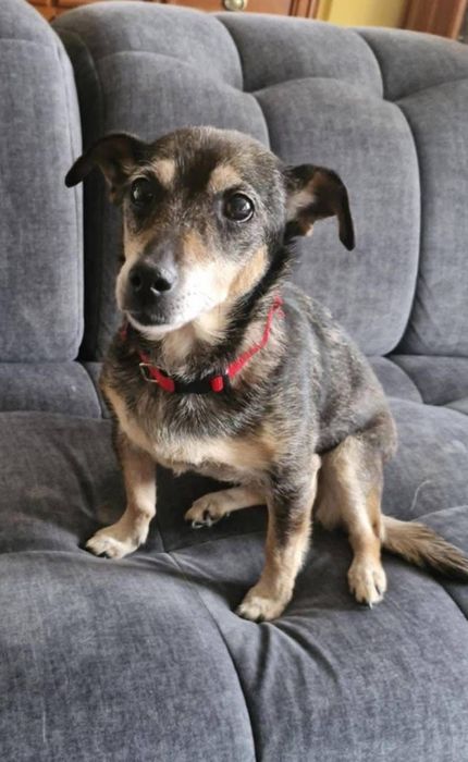 Mała Mi ,szuka domku.