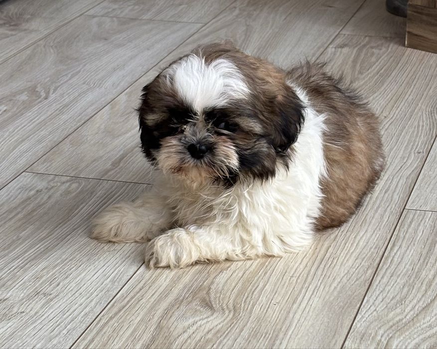 Shih Tzu piesek kochany urwis