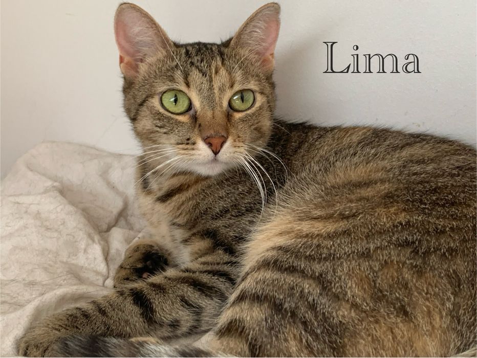 Lima szuka swojego człowieka