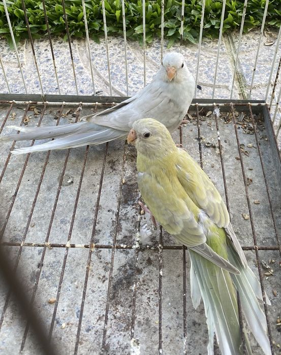 Duas femeas de Rede rumped