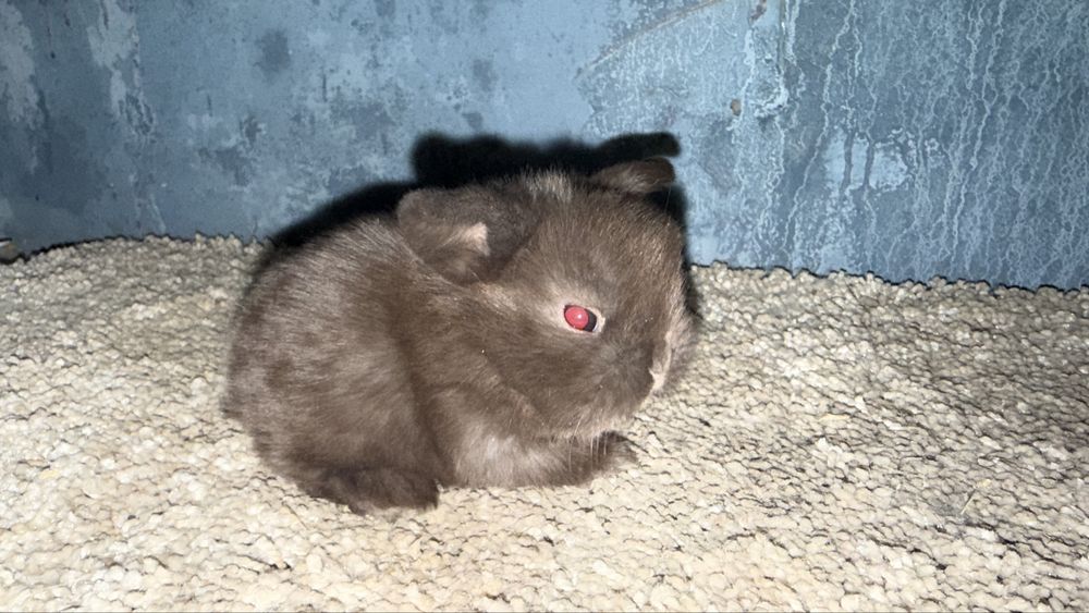 Mini Lop Królik Miniaturowy Mini Lopy