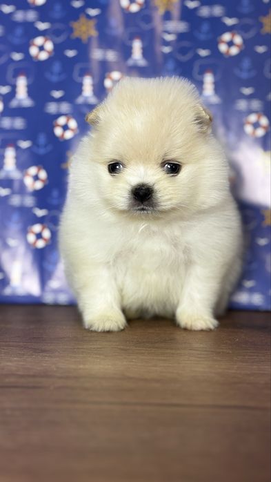 хлопчик шоу класу ти ведмедик