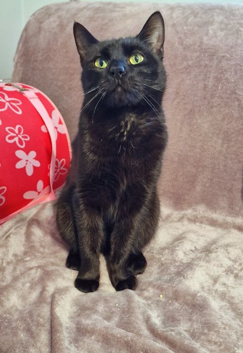 Dostojny kocurek Mandżaro do adopcji