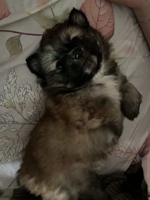 Віддам цуценя