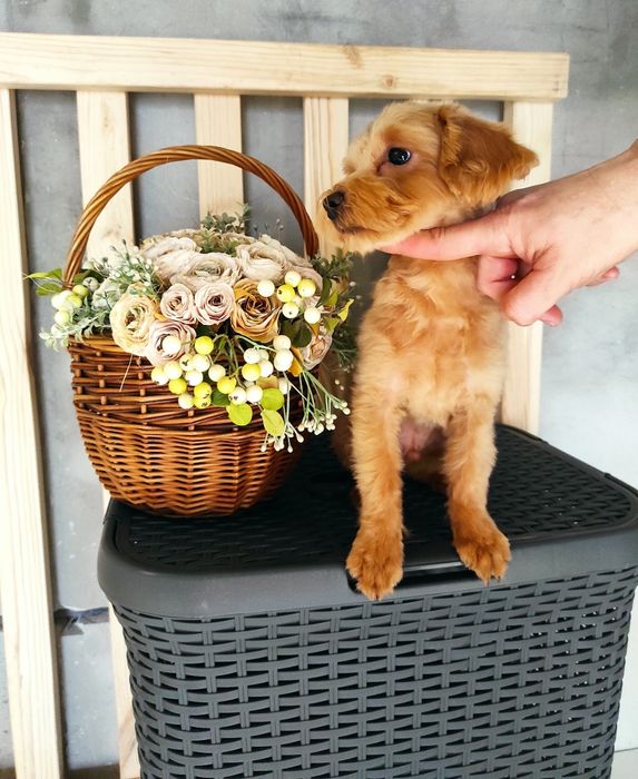 Мальтіпу хлопчик