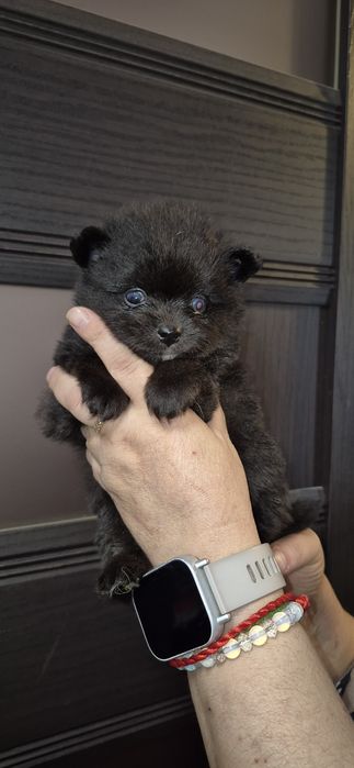 Хлопчик шпіц мерле з блакитним оком