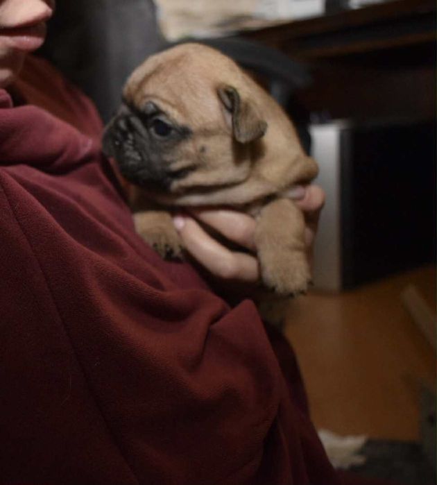 Buldog francuski Edzio