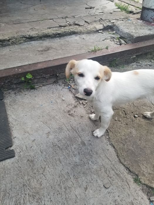 Шукаю хто загубив цуценя. Дівчинка. м.Кагарлик