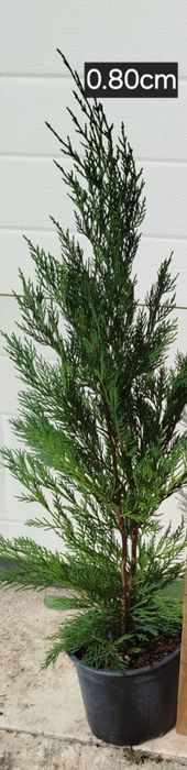 Ciprestes leylandes de crescimento  rápido