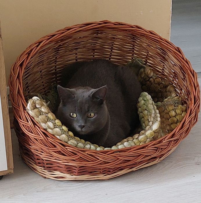 Перетримка котиків)