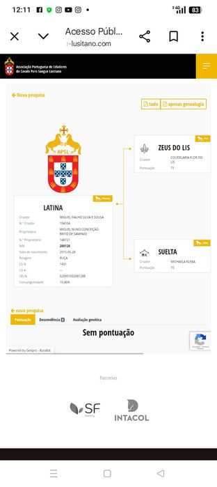 Égua Lusitana montada e gestante