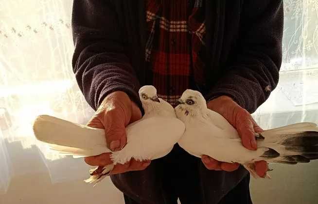 Sprzedam różne Gołębie Ozdobne