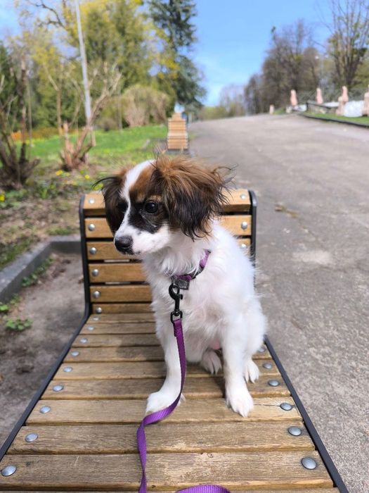 Спаніель  той іграшкова дівчинка