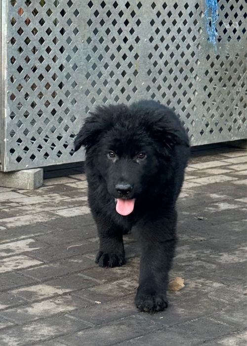 Owczarek Niemiecki suczka