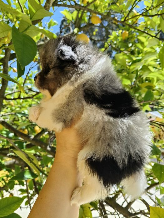 Spitz alemão menino Merle