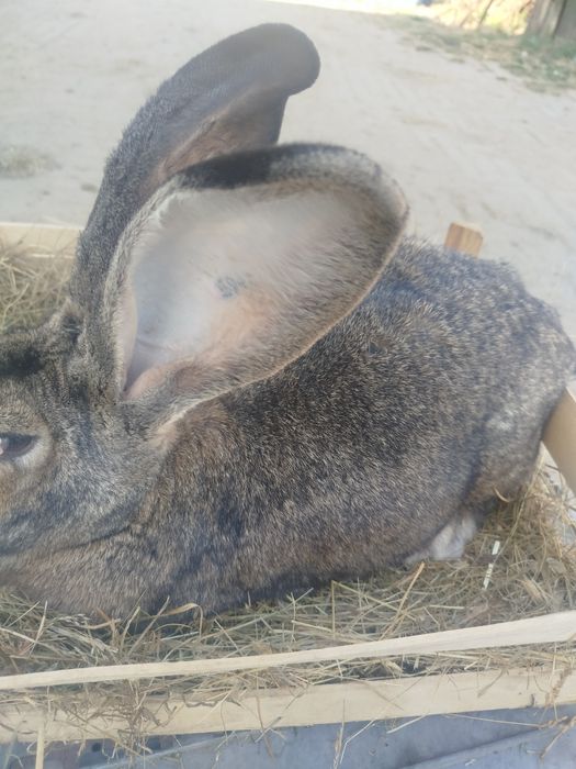 Młode samice olbrzyma belgijskiego