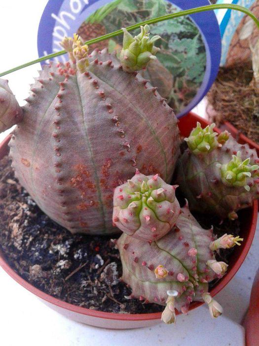 Cactos e Suculentas raras . várias espécies