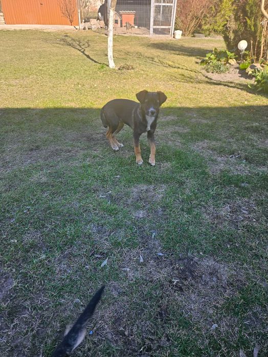 Oddam pieska za darmo