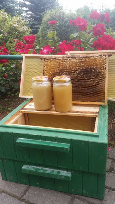 Miód z własnej pasieki, Gryka,Lipa,Rzepak
