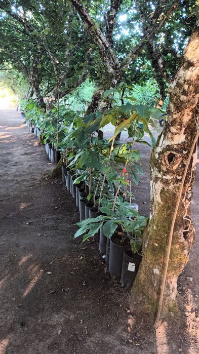 Asimina Triloba (Paw Paw) – Única árvore tropical que resiste ao Frio!