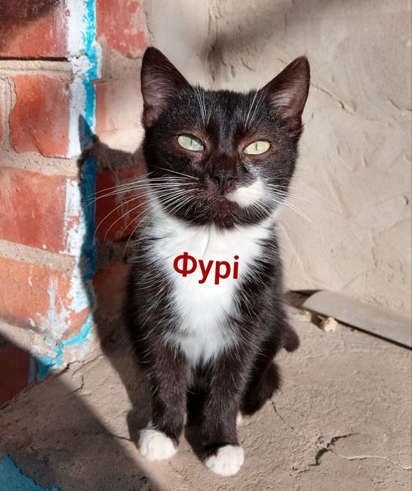 Кошенята в добрі руки