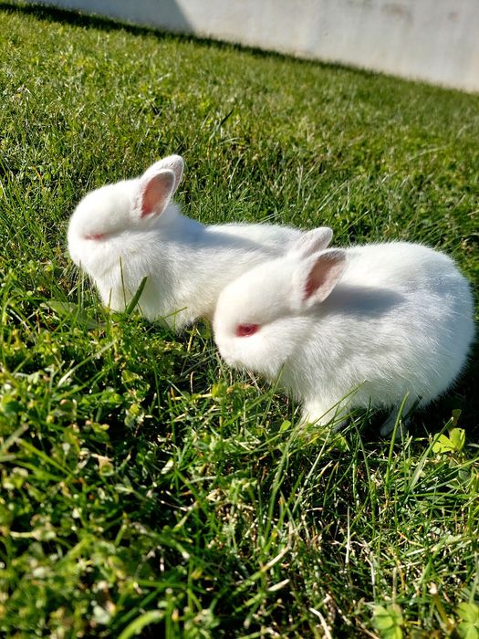 Coelhos anões bebés