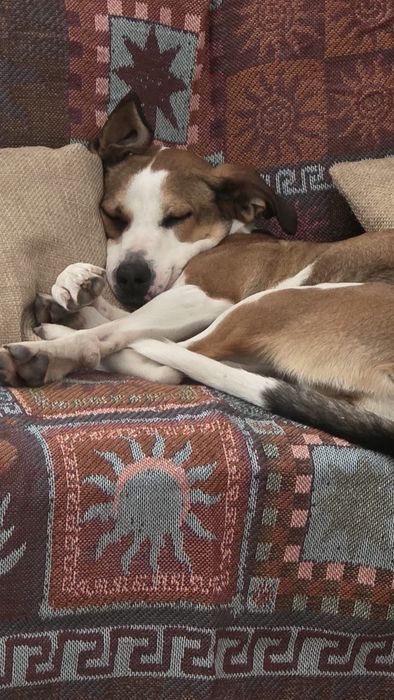 Cadela esterilizada,  super meiga e docil .