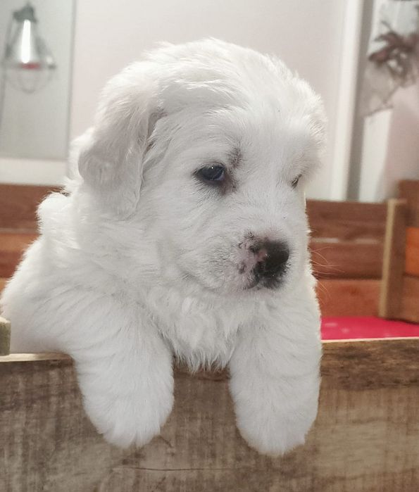 Owczarek Podhalański ZKwP (FCI)