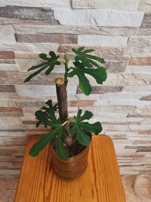 Саджанці інжиру, інжир